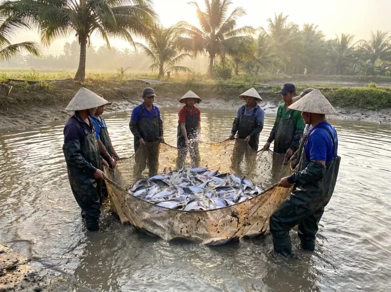 Cá tra 800 g – 1 kg – Phường Cái Khế, Cần Thơ