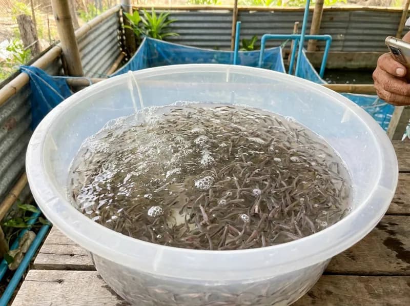 Cá tra giống 2 cm (mẫu 30 con/kg) – kiểm dịch đầy đủ